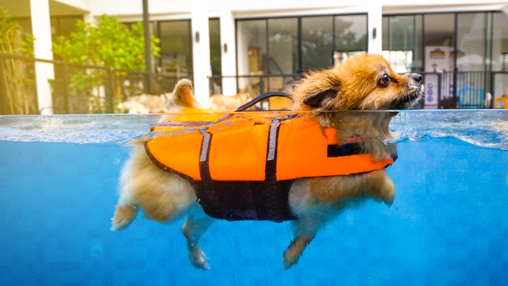 zwemvest hond
