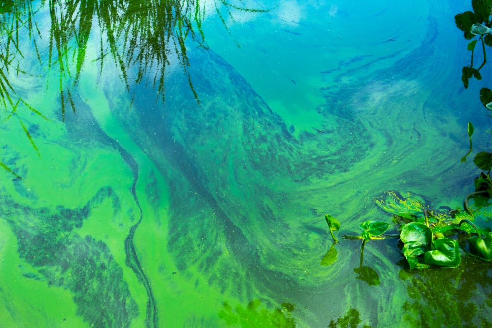 Cyanobacteriën