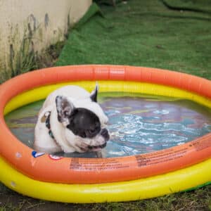 zwembadje hond