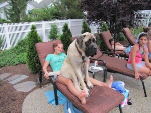 14. gigantische honden