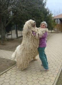 5. gigantische honden