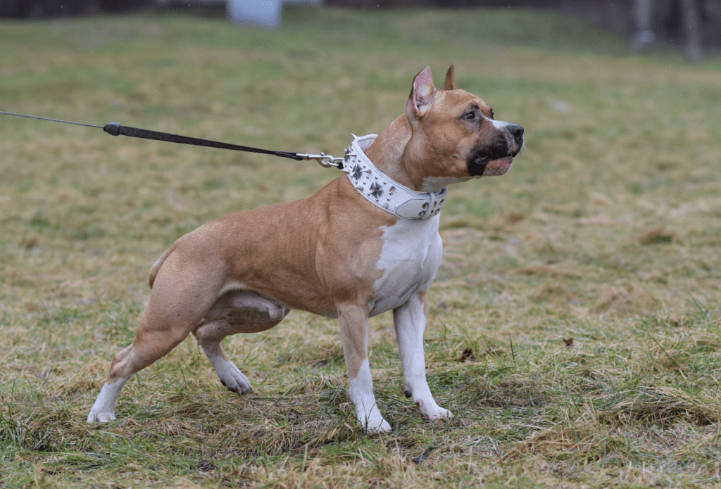 Nieuw Decreet Verbiedt Gecoupeerde Honden Op Wedstrijden Woef