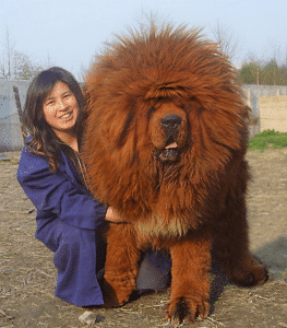 12. Gigantische honden