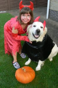halloween golden retriever dog pumpkin