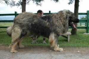 2 gigantische honden