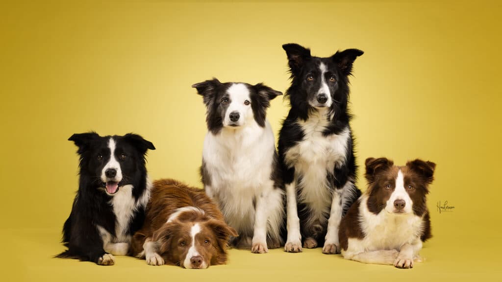 GEZOCHT: Bordercollies