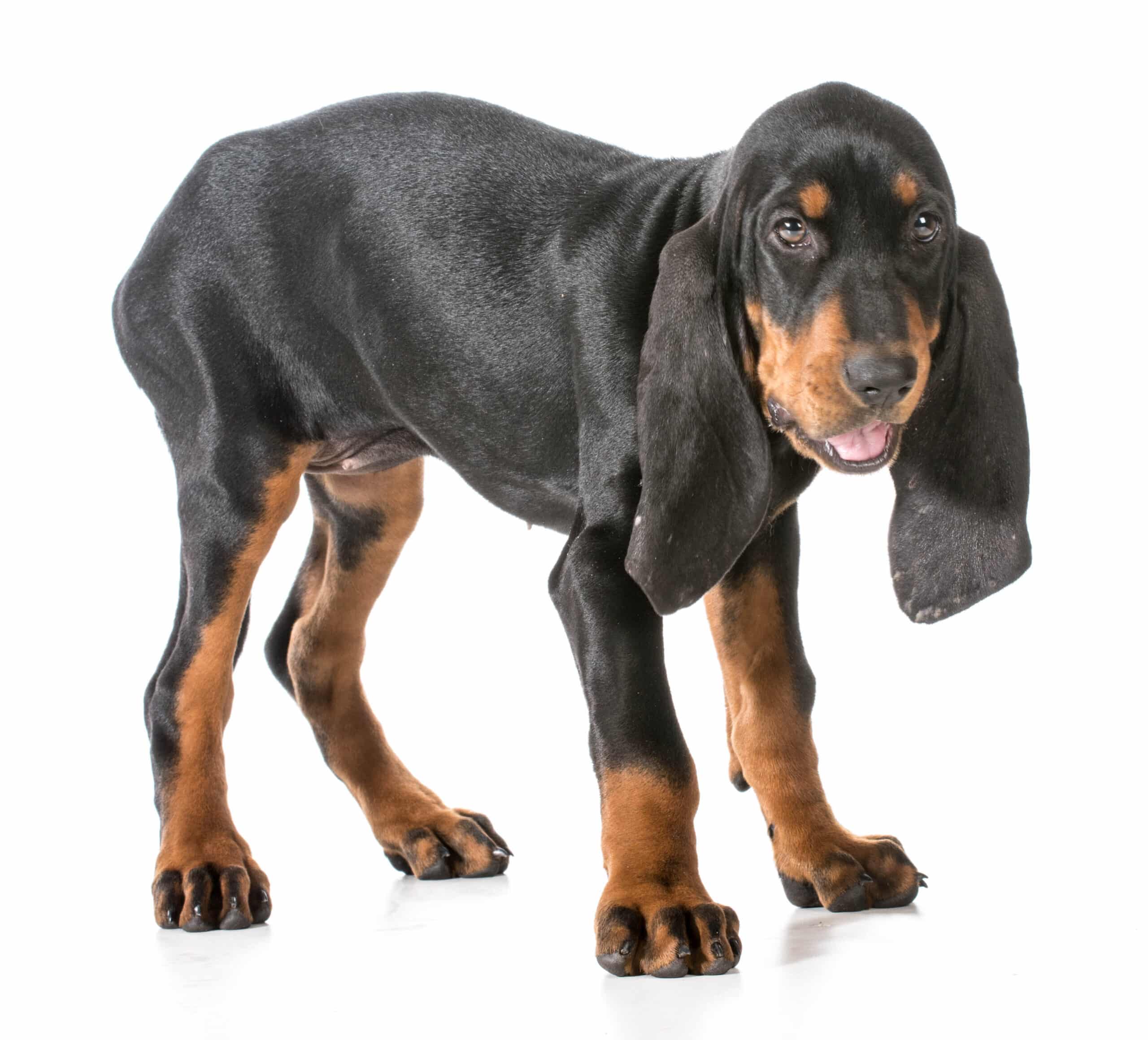 Black-tan-coonhound
