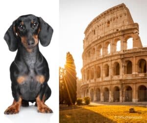 Waren teckels vroeger een attractie in het Colosseum?