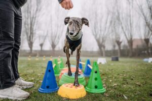Hondensport uitgetest: Body and balance