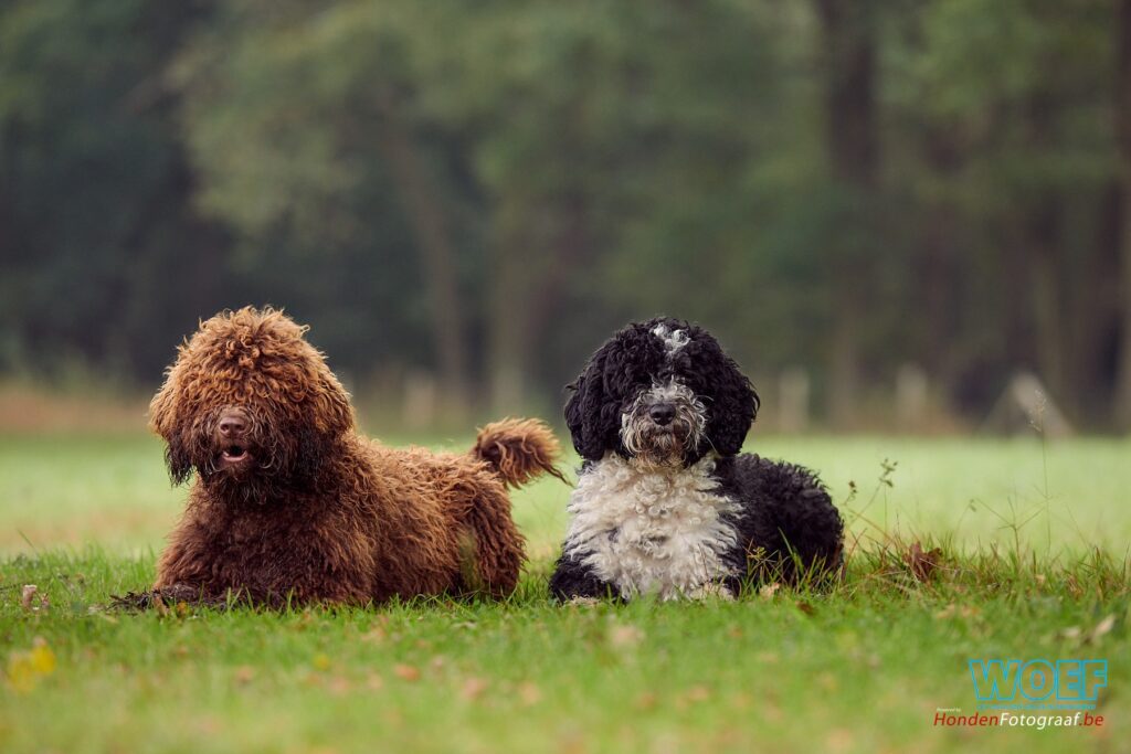 WOEF zoekt Spaanse waterhonden