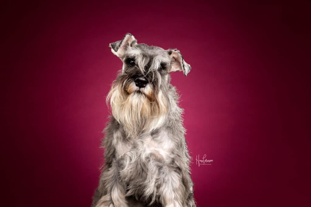 G E Z O C H T :  Schnauzers