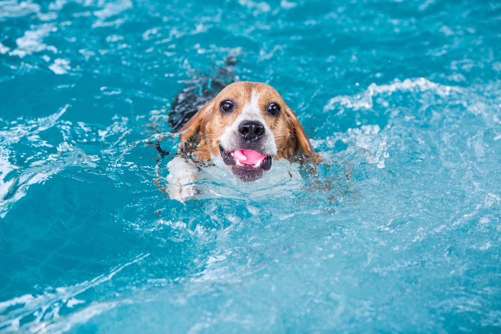 Hond zwemmen