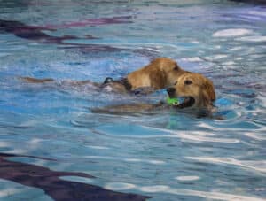 Zwembad sluit de deuren: Hondenzwemmen op laatste dag groot succes
