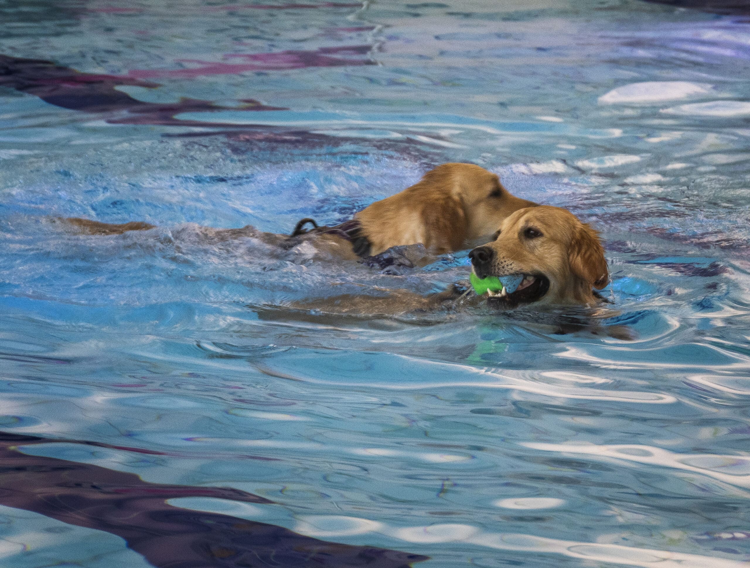 Hondenzwemmen