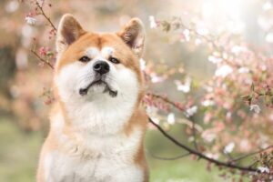 29 en 30 april: Japans Hondenweekend