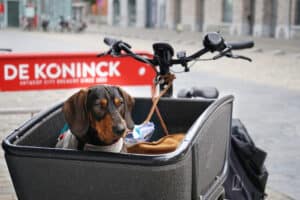 Hondvriendelijke  hotspots: Sir Jeroms favoriete lunchplekjes van 2022