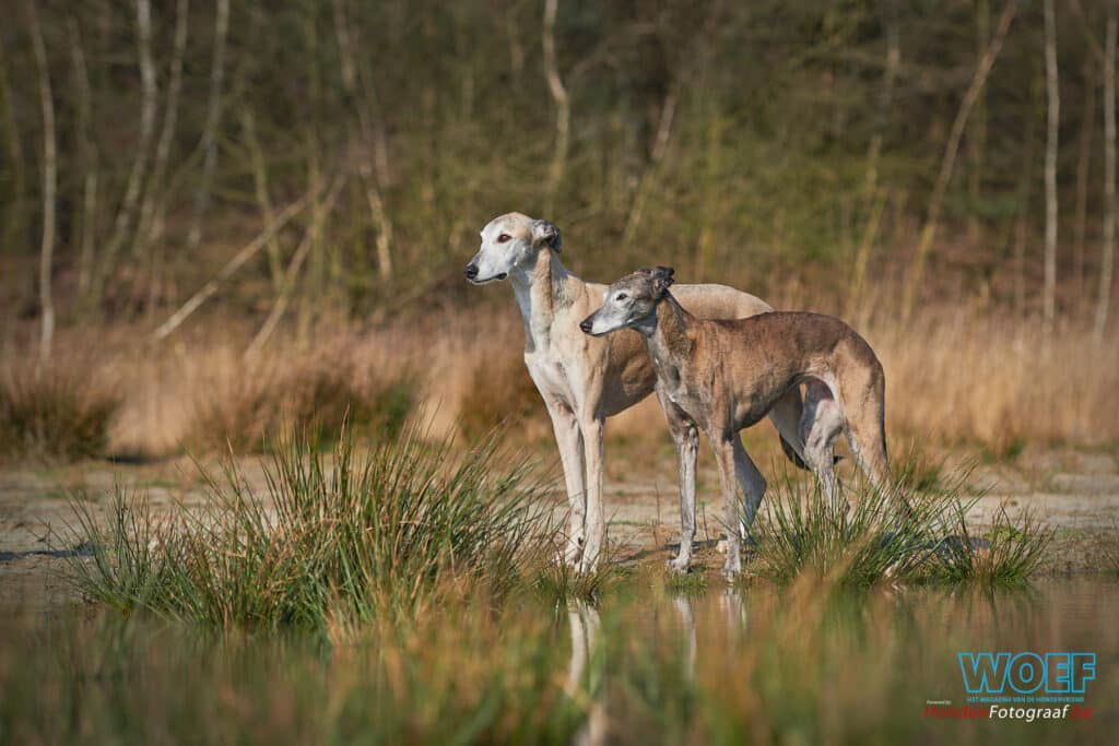 Galgo’s gezocht