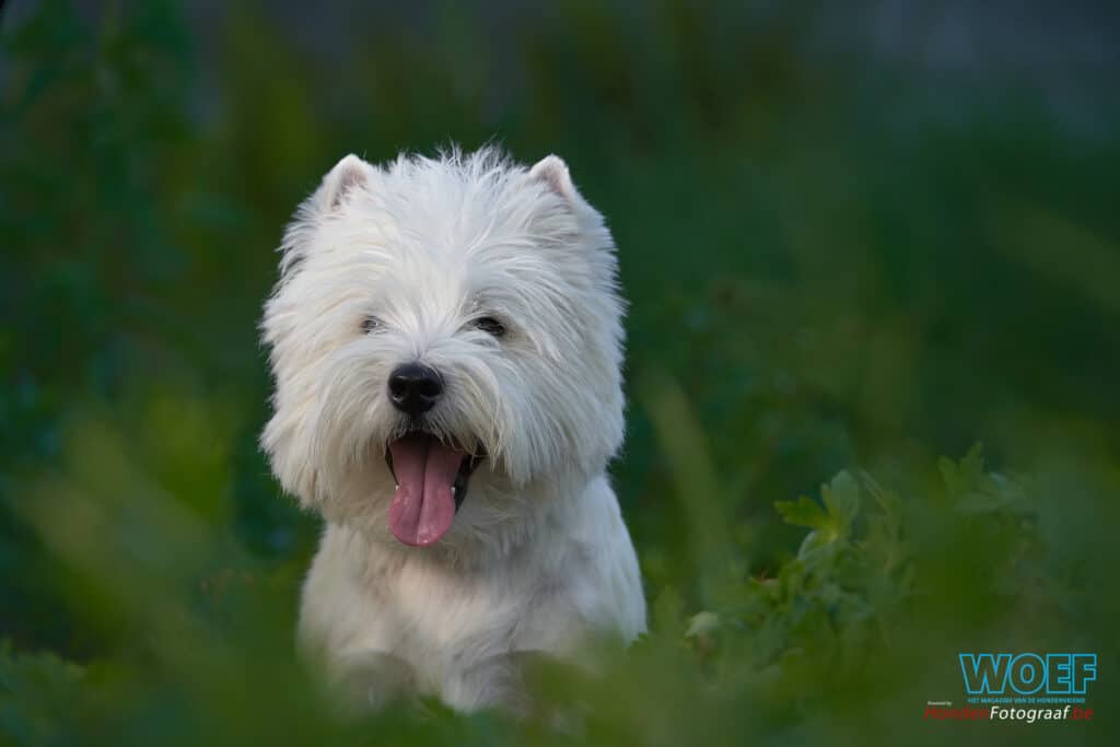 WOEF zoekt westies