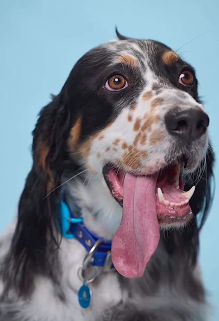 Bisbee heeft de langste hondentong ter wereld