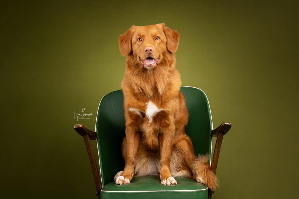 G E Z O C H T :   Nova Scotia duck tolling retrievers