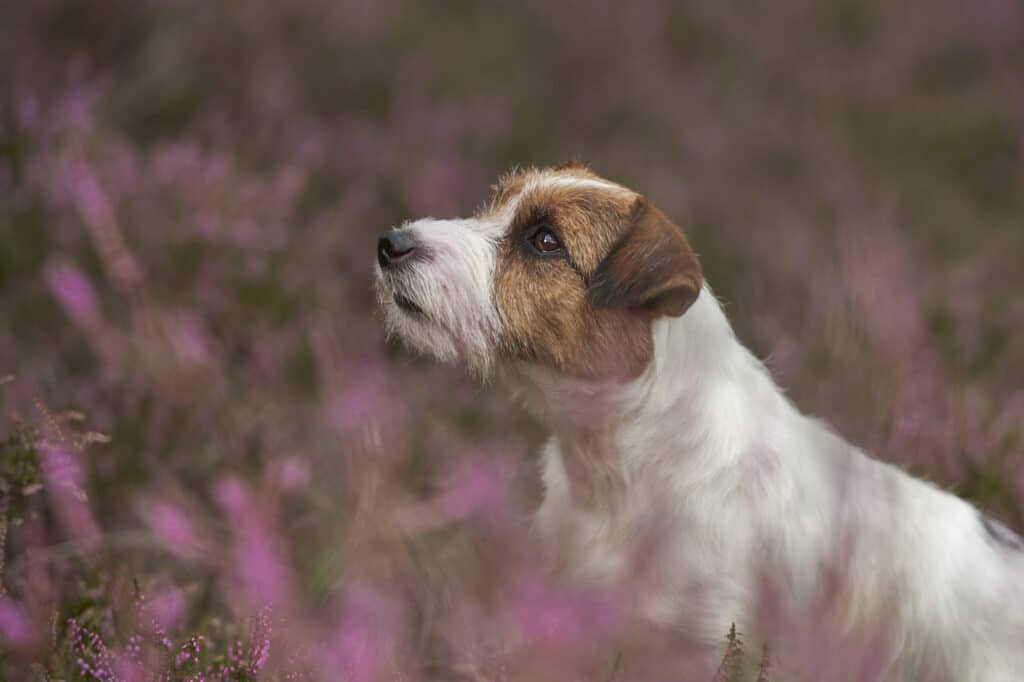 Jackrussellterriër