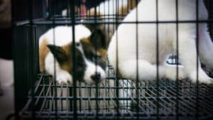 Kempense dierenarts betrokken bij grootschalige hondenhandel
