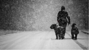 Hoe bescherm je jouw hond op koude, winterse dagen?