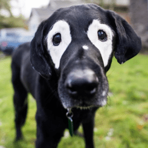 hond vitiligo