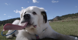 Hond met langste tong overleden