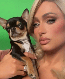 Paris Hilton geeft 10.000 dollar voor informatie over vermiste chihuahua