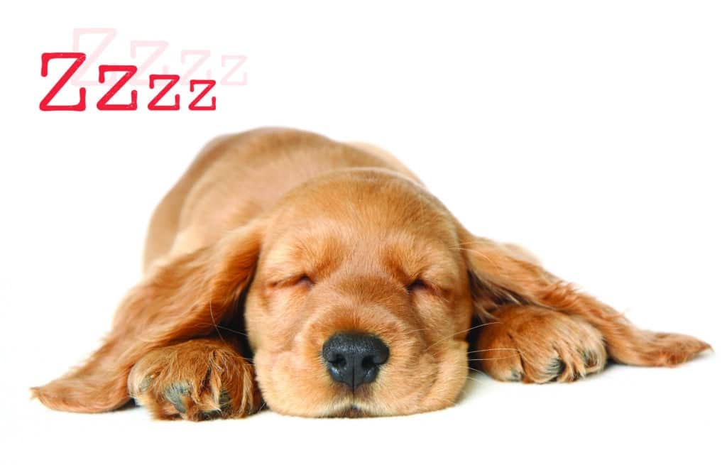 Waarom slapen honden zoveel?