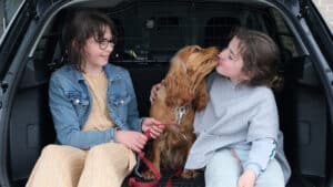 PUBLIREPORTAGE: Maak van uw auto een veilig hondenparadijs