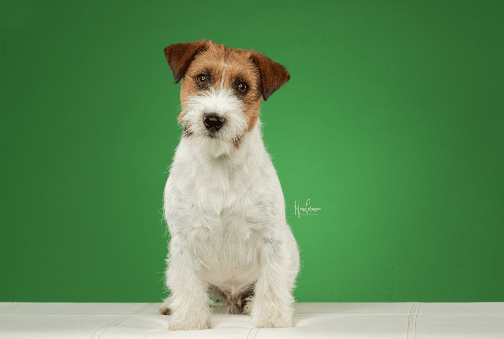 WOEF zoekt jack russell terriërs