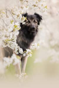 Woefchallenge april: Zet je hond in de bloemetjes