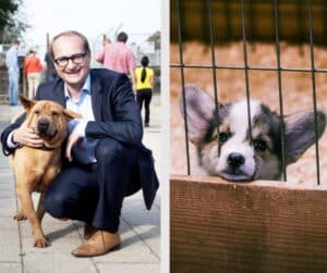 Minister van Dierenwelzijn Weyts trekt erkenningen van drie hondenkwekers in￼