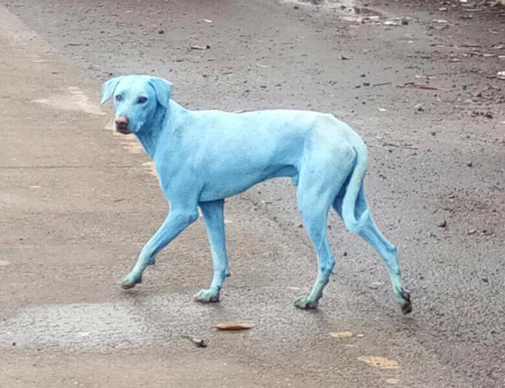 blauwe honden india
