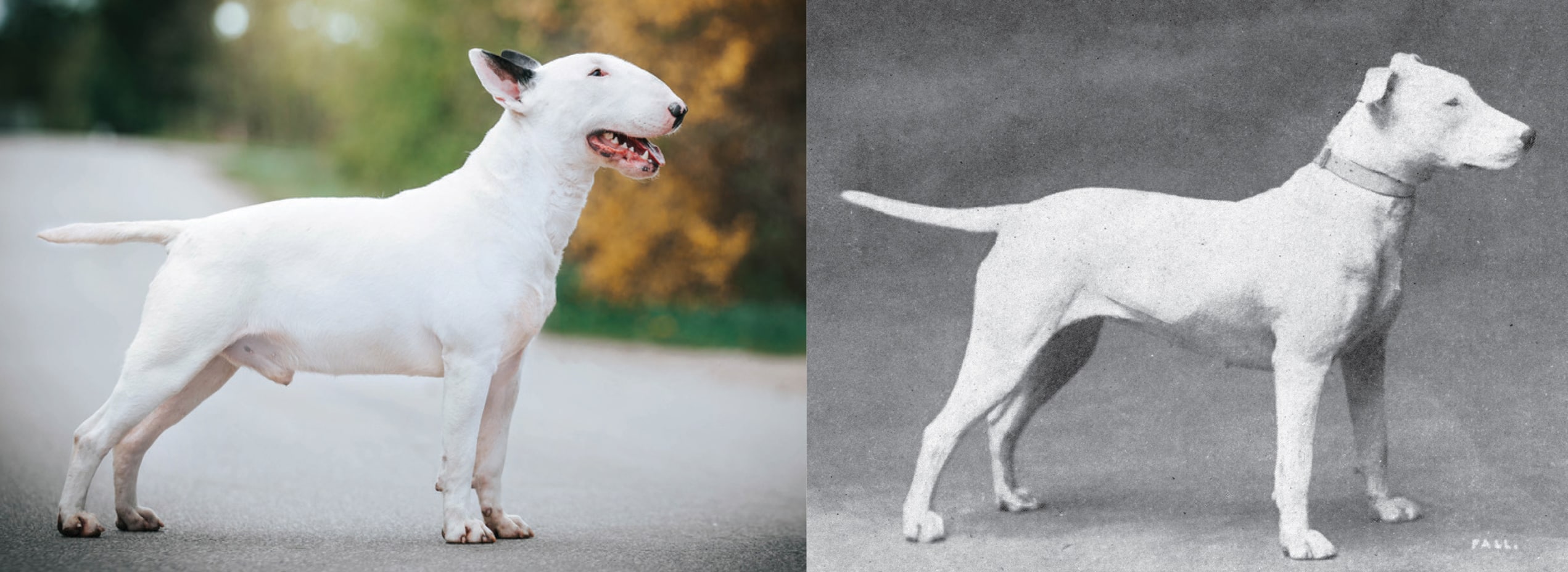 Hondenrassen: vroeger en nu