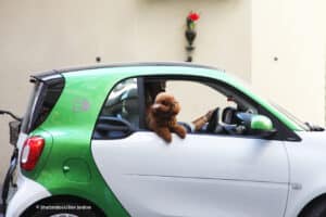 Honden verkiezen elektrische wagen boven dieselauto