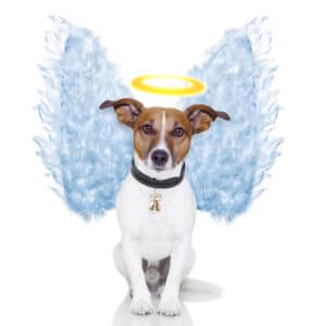 Paus: ‘Ook honden gaan naar de hemel’