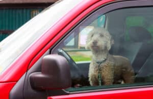 Hond in snikhete wagen: mag je het raam stukslaan?