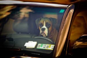 hond in warme hete auto