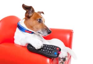 Kunnen honden verslaafd raken aan tv-kijken?