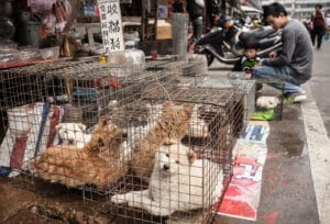 Hondenvleesfestival gaat door ondanks protest van miljoenen Chinezen