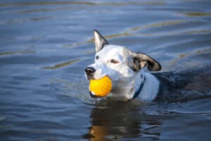 Nieuwe hondenzwemvijver in Puyenbroeck