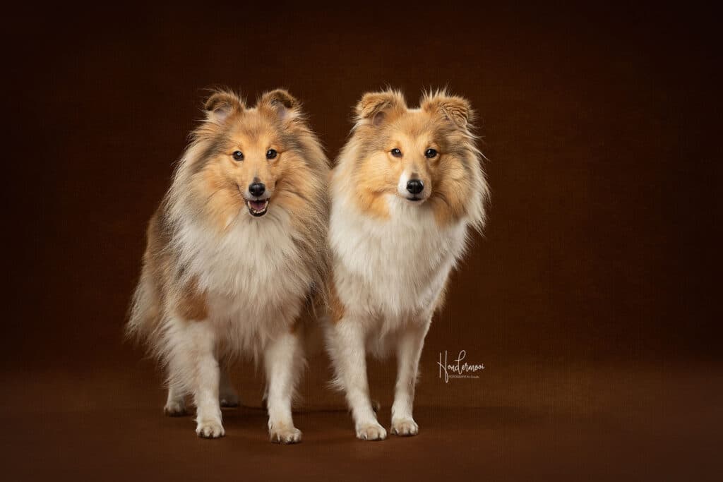 WOEF zoekt shelties