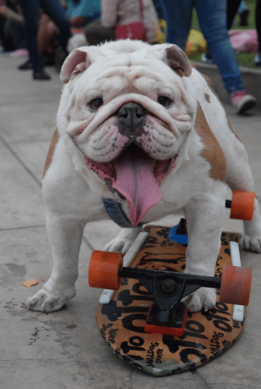 skaterdog
