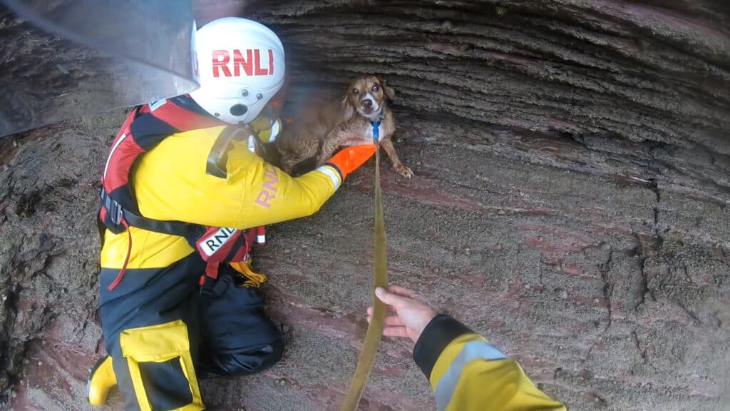 Hond valt van klif en wordt miraculeus gered