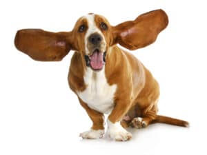 Alles over de oren van je hond
