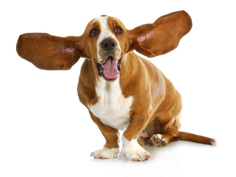 hond oren gehoor