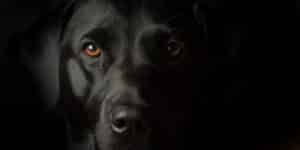 Bijgeloof, black beauty en het black dog syndrome